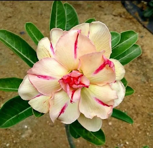 Rose Variety Adenum Flower Plant For Home Garden - Naturemart.in