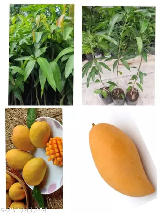 Hybrid Three Test Mango Fruit  Plant - Naturemart.in