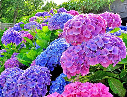 Hydrengea Flowers Plant For Home Garden - Naturemart.in