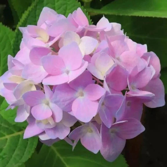 Hybrid Hydrangea Plant For Gardening - Naturemart.in