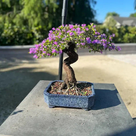 Blue bell bonsai plants - Naturemart.in