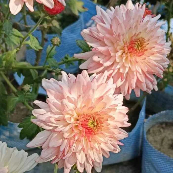 Chrysanthemum Flower Plant (Chandramallika) - Pack of 1