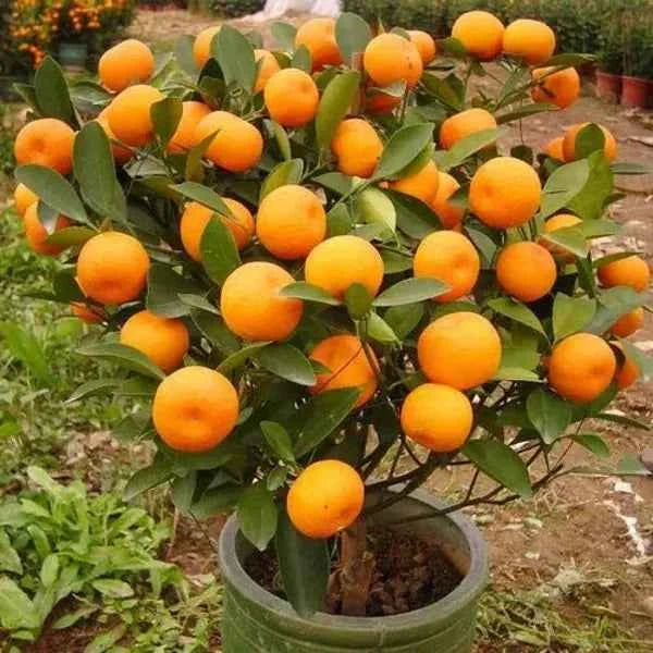 Sleet kamla orange plant (Grafted)
pack Of 1 original veriety orange...