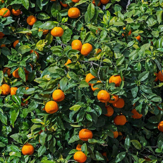 Sleet kamla orange plant (Grafted)
pack Of 1 original veriety orange...