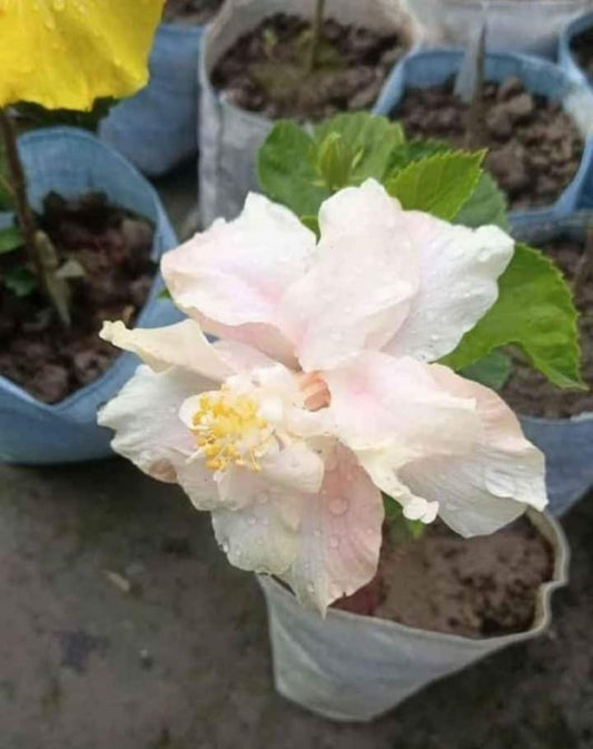 Austrelian Hibiscus Plant For Home Gardening - Naturemart.in