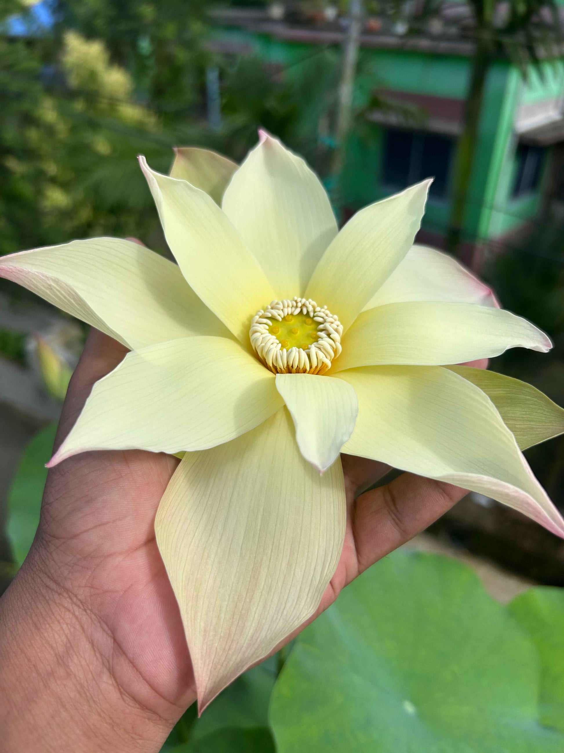 Rare Sunrise Brocade lotus Tuber