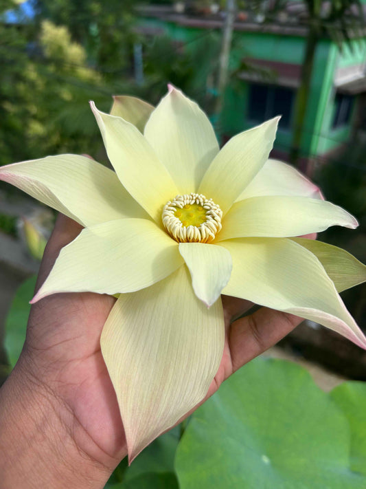 Rare Sunrise Brocade lotus Tuber