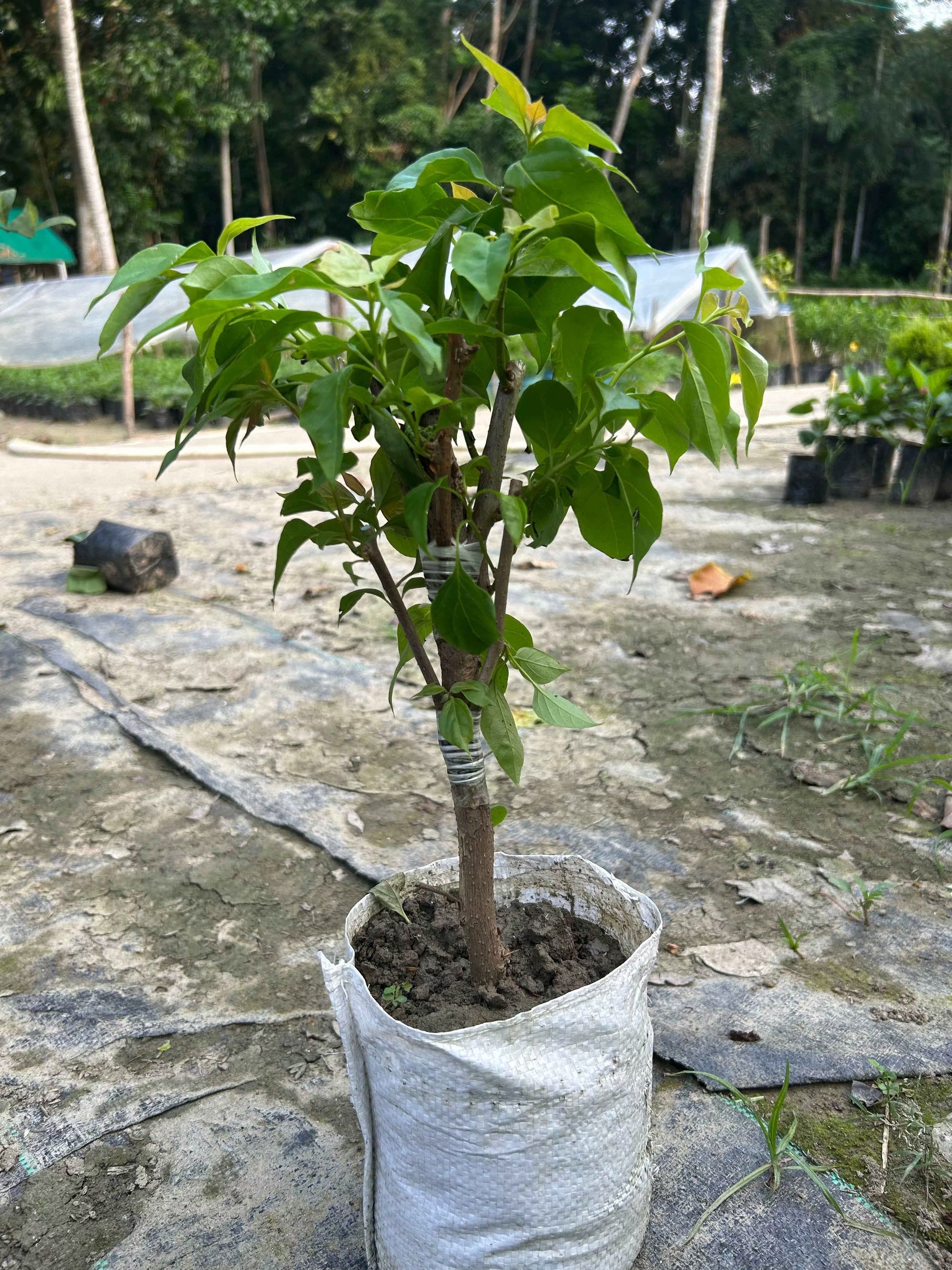 Multigrafted Bougainvillea Plant for Gardening