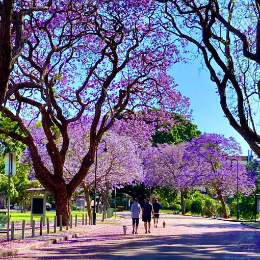 Jacaranda (Blue Colour) Flowers Plants - Naturemart.in