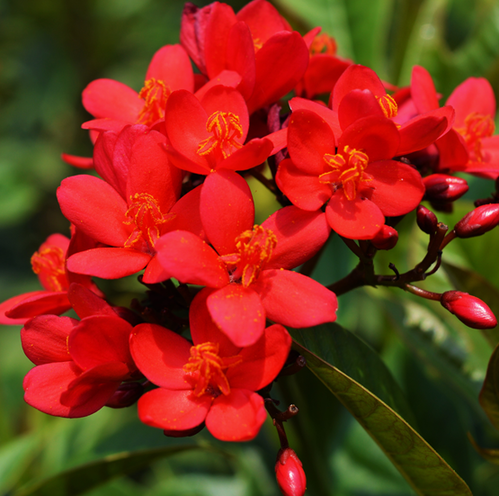 Jatropha Flowers Plant For Gardening - Naturemart.in