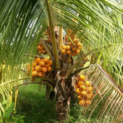Chowghat Orange Dwarf Coconut Plant - Naturemart.in