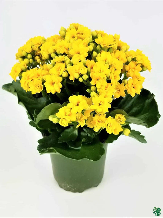 Florist Kalanchoe Flowers Plants (Yellow) - Naturemart.in