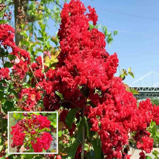 Furush Flower Plant (Red) Colour - Naturemart.in