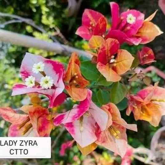Lady Zyra Bougainvillea Flower Plant