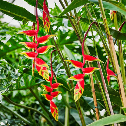 Hybrid Heliconia Rostrata Flowering Plants - Naturemart.in