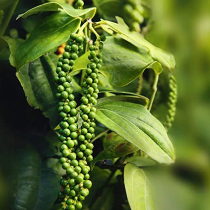 Black Paper Plant For Gardening - Naturemart.in