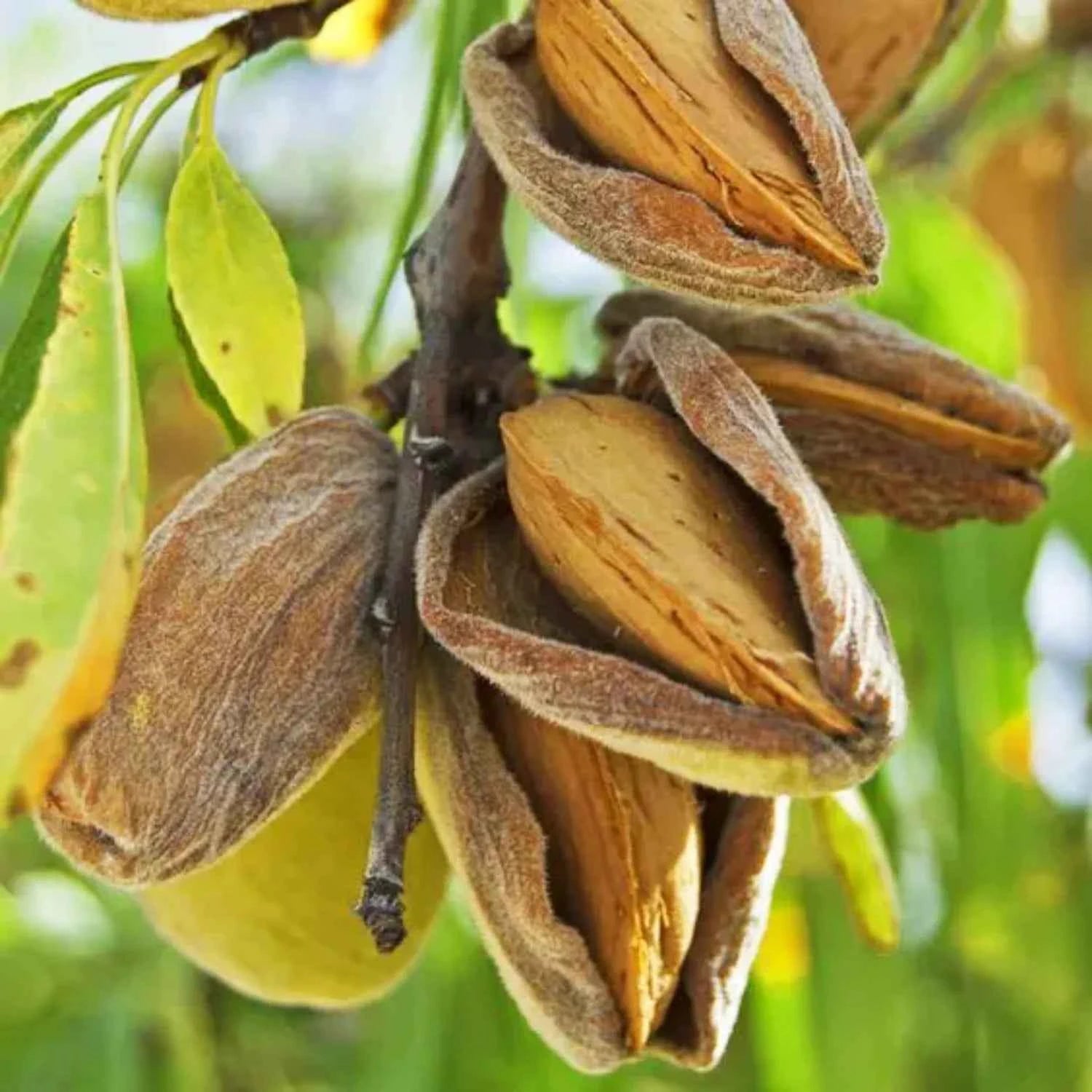 Green Almond Fruit Plant For Gardening