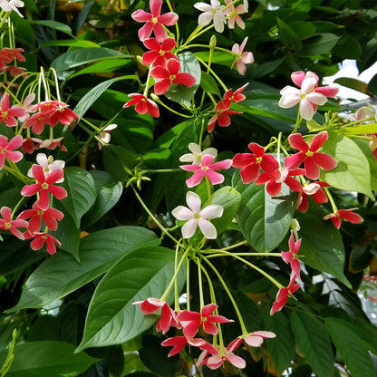 MadhumaltI Combretum Indicum, Rangoon creeper - Naturemart.in