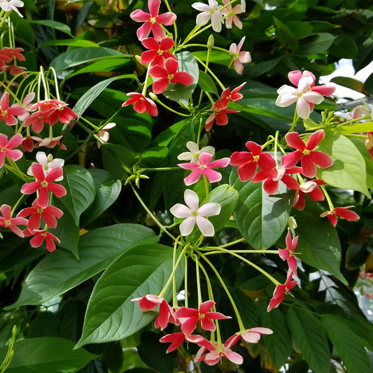 MadhumaltI Combretum Indicum, Rangoon creeper - Naturemart.in