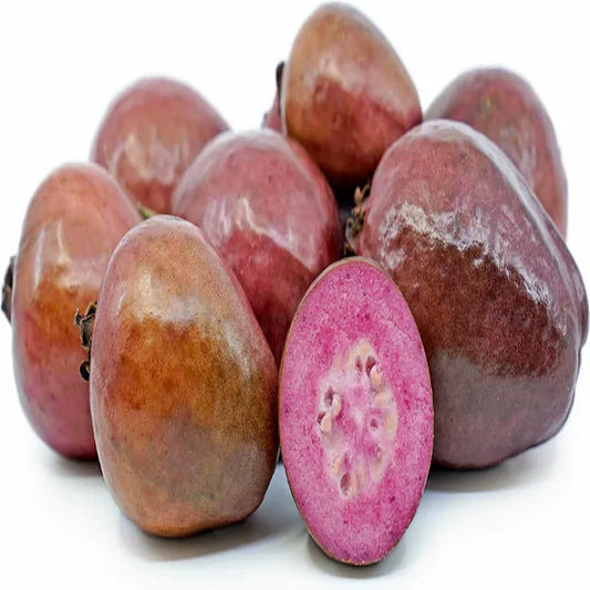 Malaysian Red Guava Fruit Plant - Naturemart.in