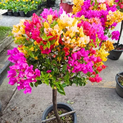 Multigrafted Bougainvillea Plant for Gardening