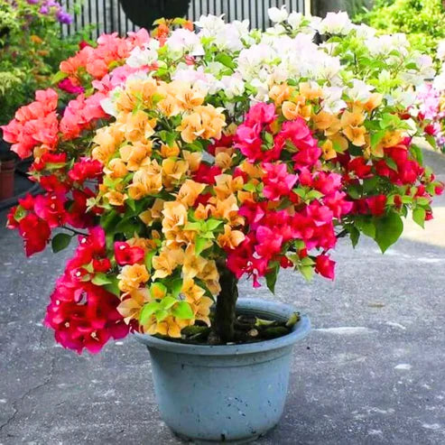 Multigrafted Bougainvillea Plant for Gardening