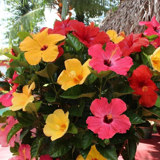 Multi-Grafted Hibiscus Plant(4-6) Colour - Naturemart.in