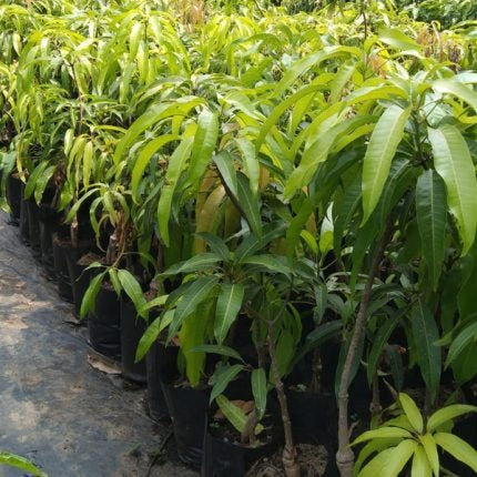 Gourmati Mango Fruit Plant (Grafted) - Naturemart.in