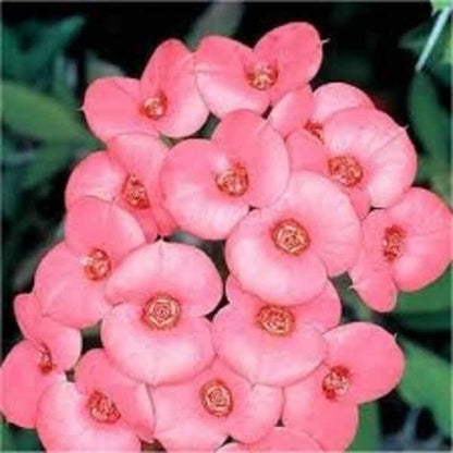 Euphorbia Flowers Plant (Pink Colour) - Naturemart.in