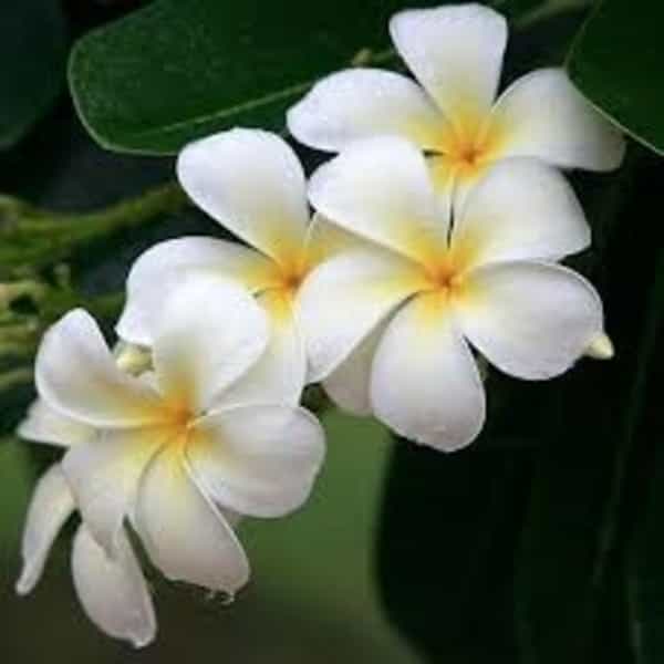 Plumeria Flowers Plant(White)For Gardening - Naturemart.in