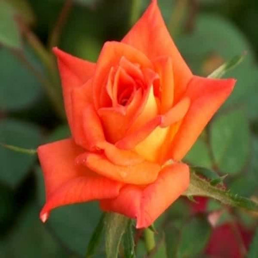 Hybrid Grafted Orange Colour Rose Plant - Naturemart.in