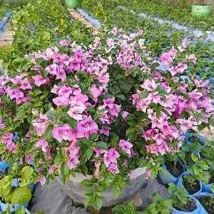 Eva Tricolour– Bougainvellia Flower Plant