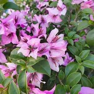 Eva Tricolour– Bougainvellia Flower Plant