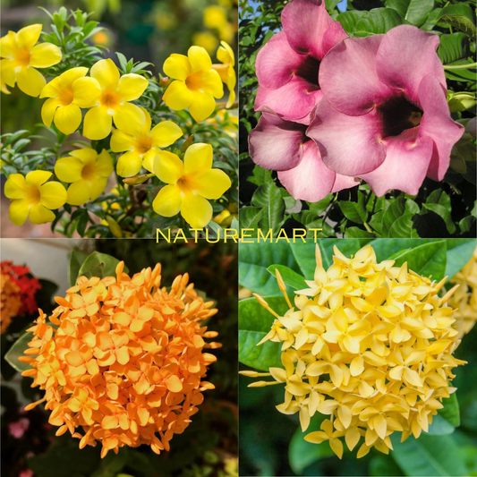 Pack Of 2 different Summer Flower Plant - Naturemart.in
