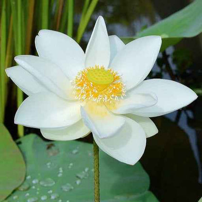 Forener white lotus flower Tuber