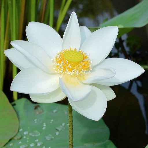 Forener white lotus flower Tuber