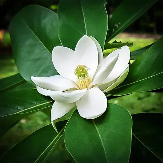 Magnolia Soulangeana - Flower Plant (White) - Naturemart.in