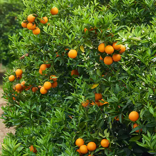 Satsuma Orange Fruit Plant(Grafted) - Naturemart.in
