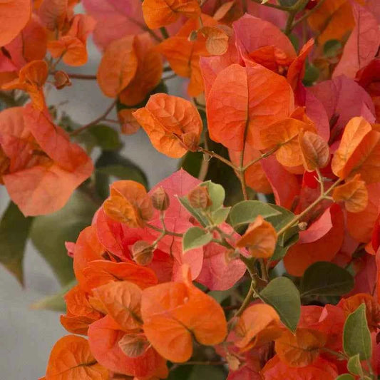 King Orange Bougainvillea flower plant