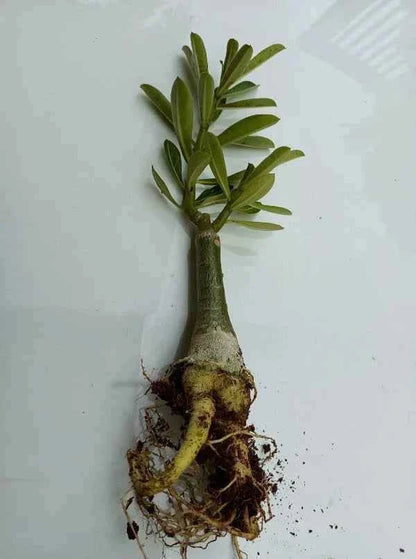 Pack Of 4  different colour adenium Adenium Flower Plant