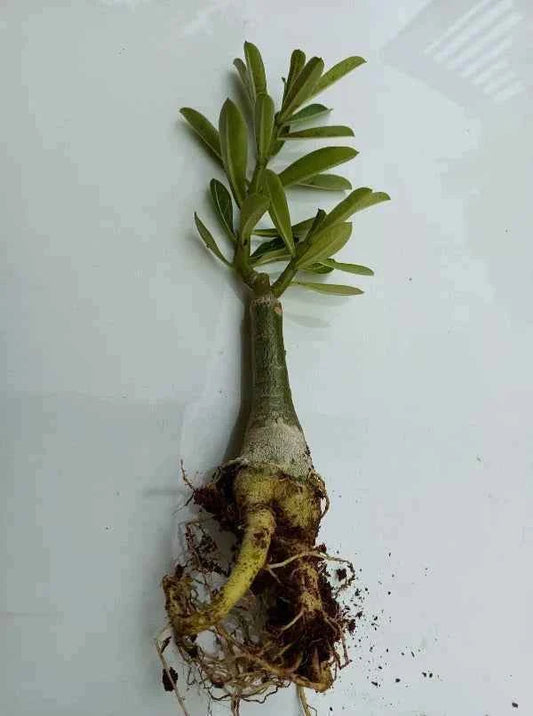 Pack Of 4  different colour adenium Adenium Flower Plant