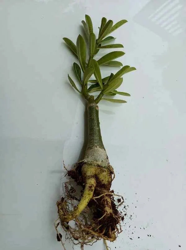 Pack Of 4  different colour adenium Adenium Flower Plant