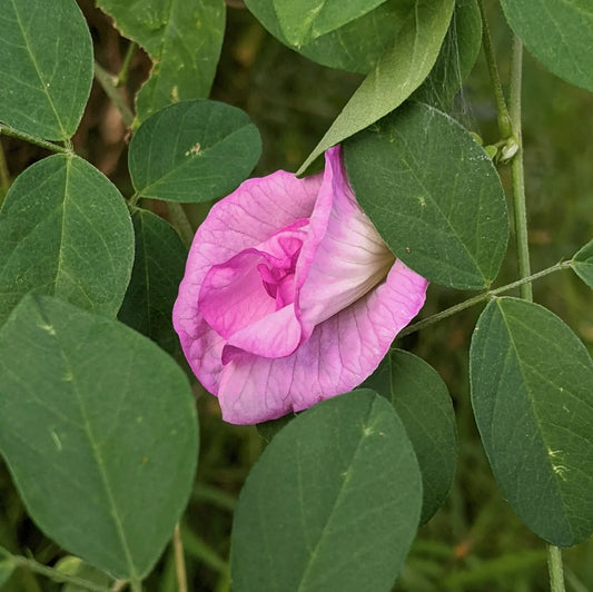 Pink Aparajita flowers plant - Naturemart.in