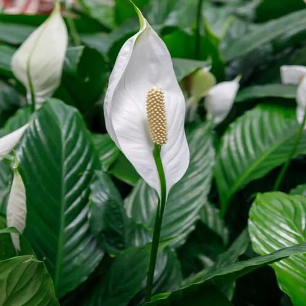 Peace Lily Plant - Naturemart.in