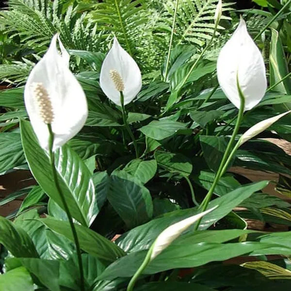 Peace Lily Plant - Naturemart.in