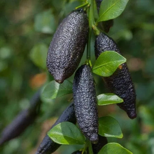Finger Lemon fruit Plant Grafted - Naturemart.in