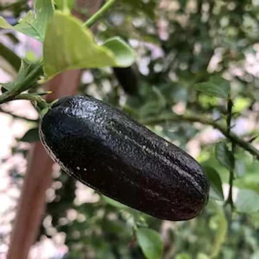 Finger Lemon fruit Plant Grafted - Naturemart.in