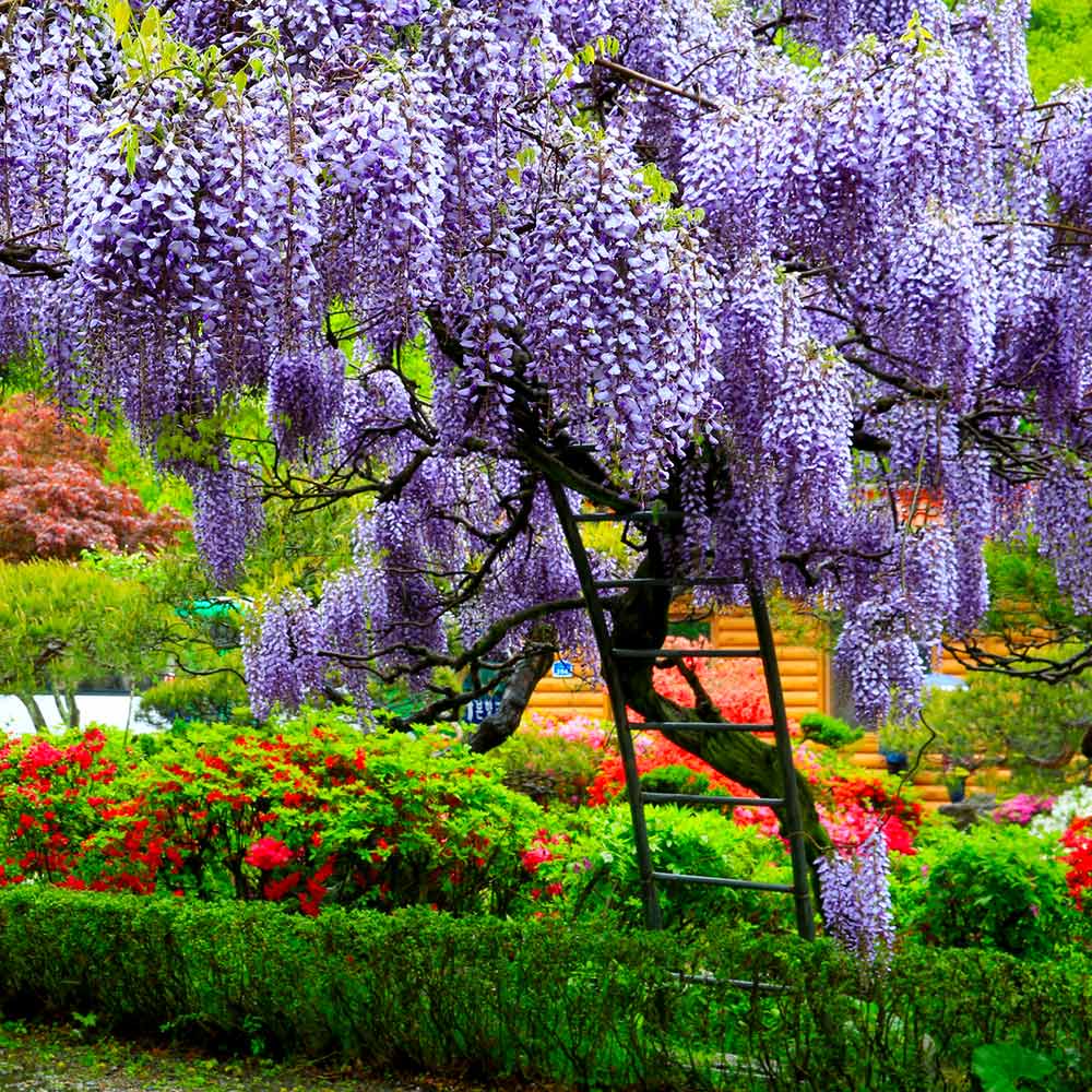 Wisteria Sinensis Flower Plant(Pack of 1) - Naturemart.in
