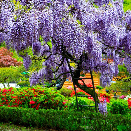 Wisteria Sinensis Flower Plant(Pack of 1) - Naturemart.in
