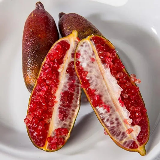 Finger Lemon Red fruit Plant Grafted - Naturemart.in